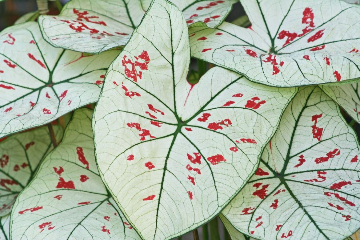 Kaladium 