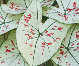Kaladium 