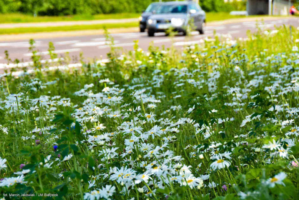 Białystok. Pierwsze łąki już kwitną. W 2020 roku pojawiły się w nowych miejscach