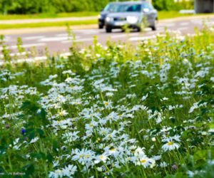 Białystok. Pierwsze łąki już kwitną. W 2020 roku pojawiły się w nowych miejscach