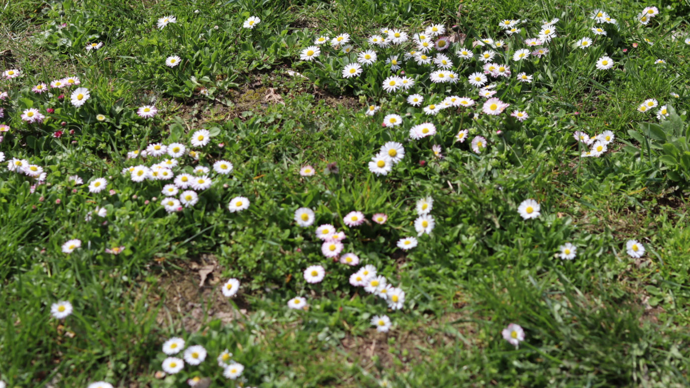 Ogród Botaniczny w Lublinie otwarty! Wszędzie widać wiosnę