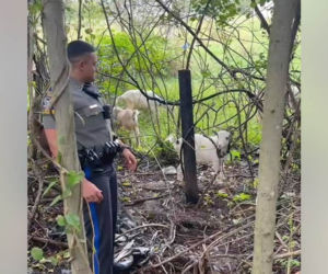 Policjanci upomnieli kozy