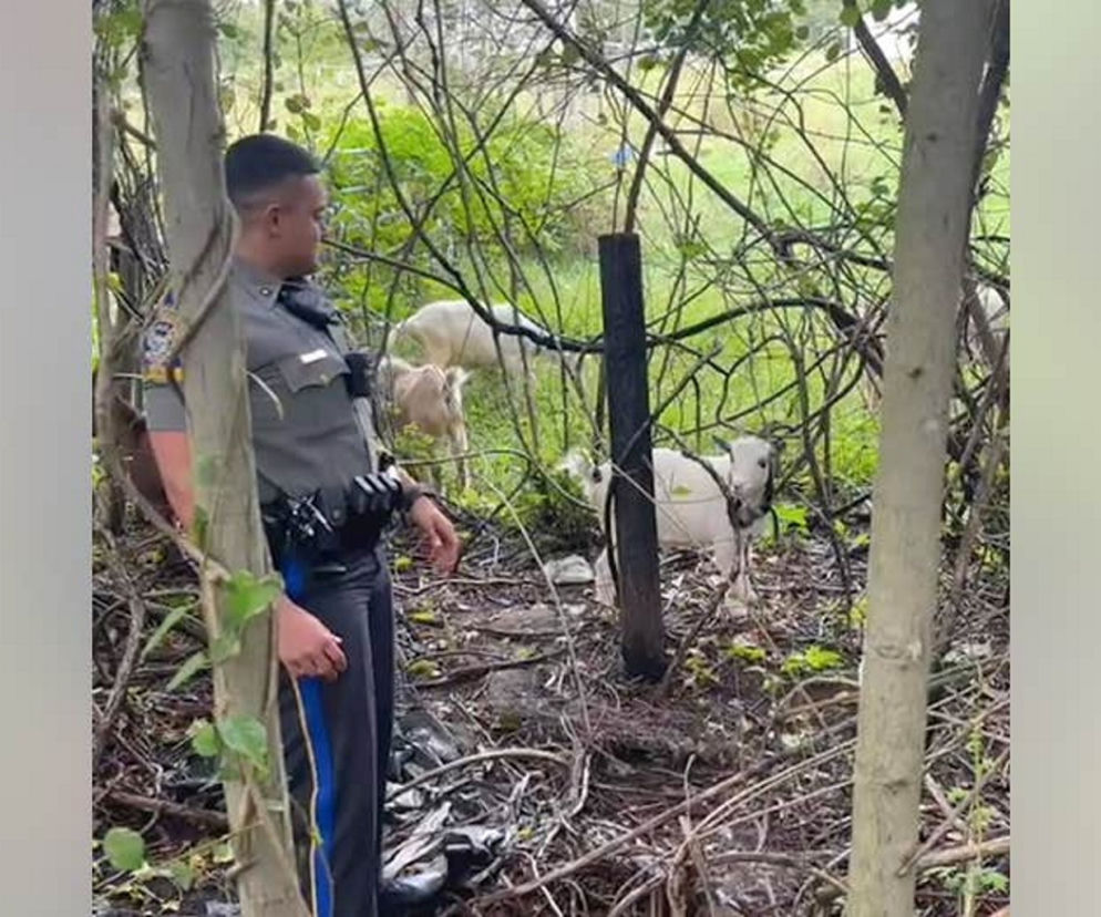 Policjanci upomnieli kozy