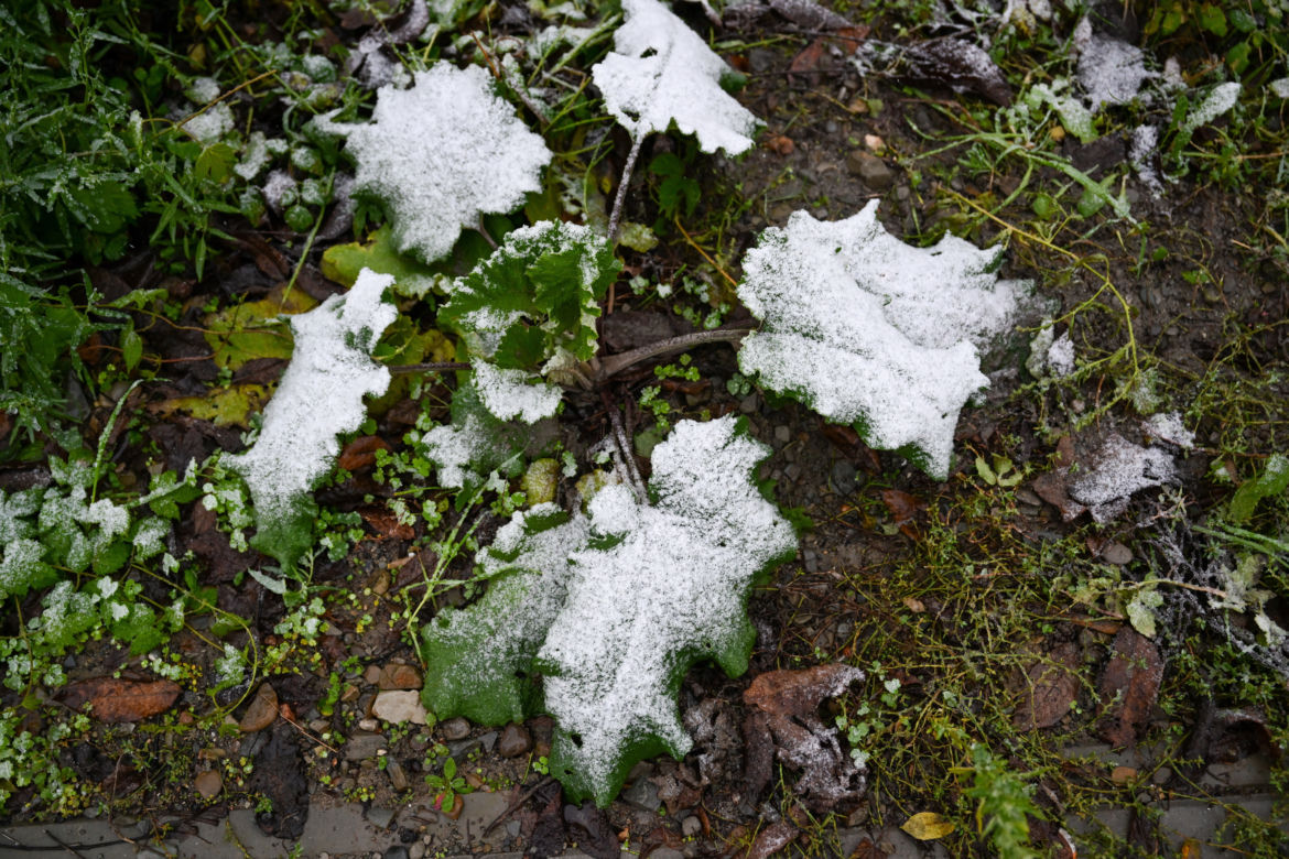 Pierwszy śnieg w Przemyślu