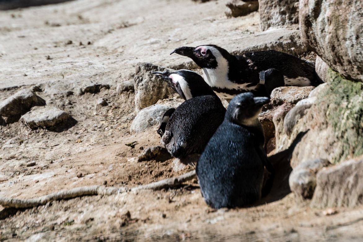 Koronawirus w Trójmieście. Zwierzęta z zoo tęsknią za ludźmi