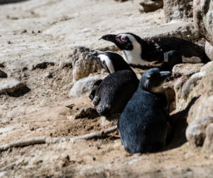 Koronawirus w Trójmieście. Zwierzęta z zoo tęsknią za ludźmi