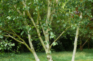 Brzoza pożyteczna Jacquemonta - Betula utilis var. jacquemontii