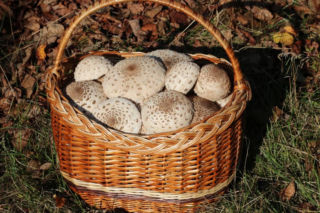 Właśnie rozpoczął się na nie sezon. Tak odróżnisz kanię od muchomora