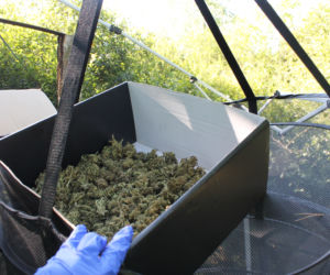 Policjanci zabezpieczyli plantacje wartą 3 miliony złotych! [ZDJĘCIA]