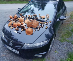 Grzybobranie na Podkarpaciu: Zdjęcia Czytelników