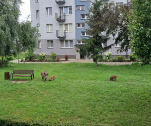Dziki w Skarżysku-Kamiennej