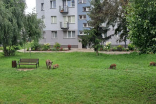 Dziki w Skarżysku-Kamiennej
