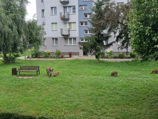 Dziki w Skarżysku-Kamiennej