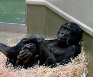 zoo