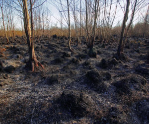 Biebrzański Park Narodowy UGASZONY. Zobacz, jakie zniszczenia spowodował ogień