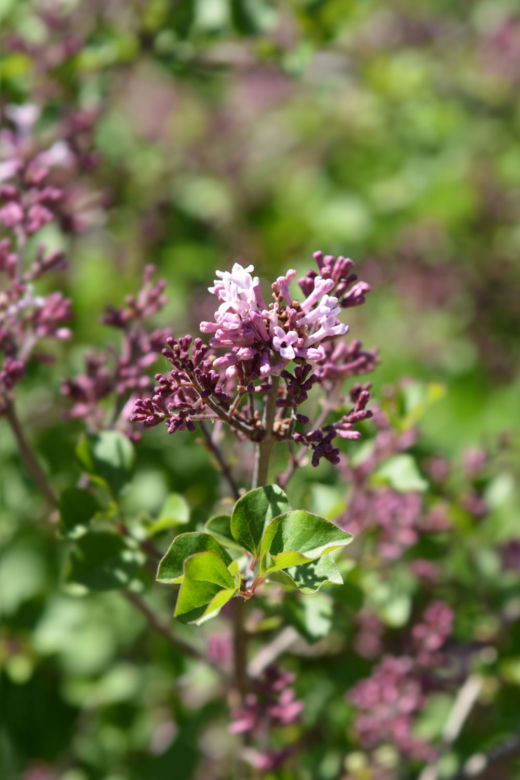 Lilak Meyera 'Palibin'