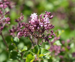 Lilak Meyera 'Palibin'