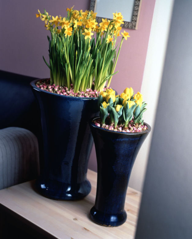 Narcyzy i tulipany