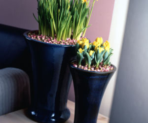 Narcyzy i tulipany