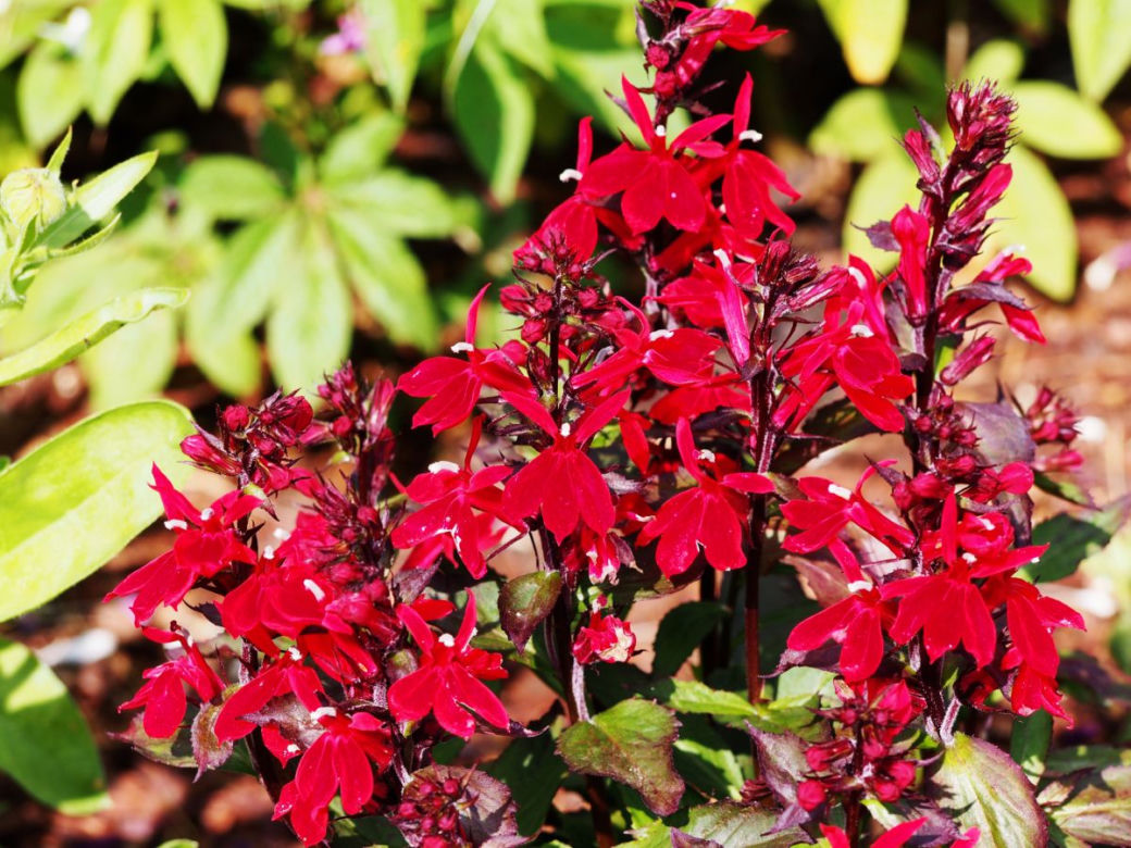 Lobelia szkarłatna