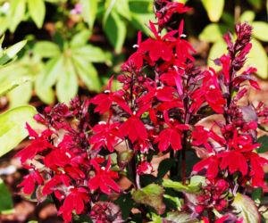Lobelia szkarłatna