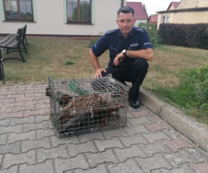 Policjanci uratowali Orła