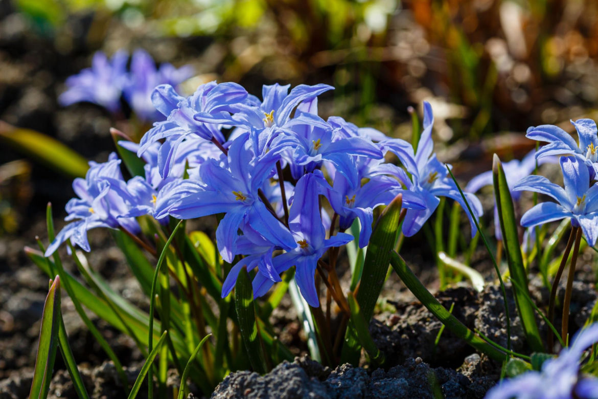 Śnieżnik (Chionodoxa)