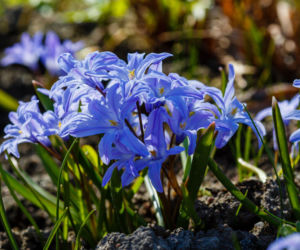 Śnieżnik (Chionodoxa)