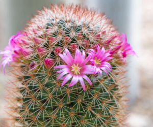 Mammillaria