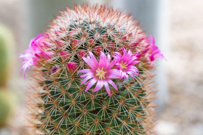 Mammillaria