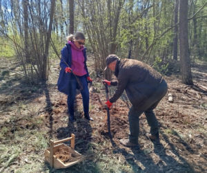 W Lesie Sekulskim rośnie już kilkaset nowych, młodych buków! Drzewa zasadzili członkowie siedleckiego samorządu i leśnicy
