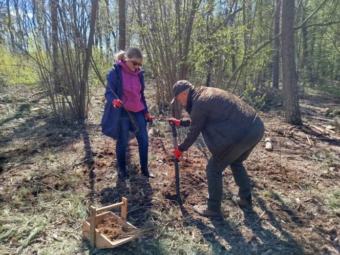 W Lesie Sekulskim rośnie już kilkaset nowych, młodych buków! Drzewa zasadzili członkowie siedleckiego samorządu i leśnicy
