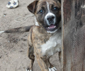 Watahy zdziczałych psów atakują wieś! Rozrywają koty, rzuciły się na dziecko!