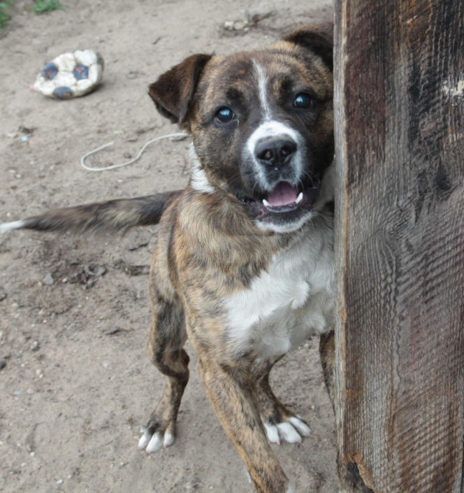 Watahy zdziczałych psów atakują wieś! "Rozrywają koty, rzuciły się na dziecko!