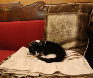 Koty Jarka nas terroryzują