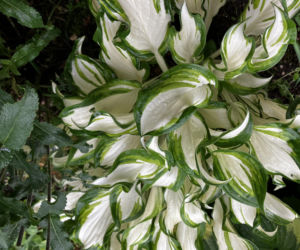 Hosta, funkia