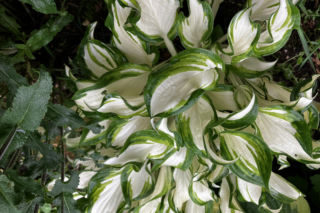 Hosta, funkia