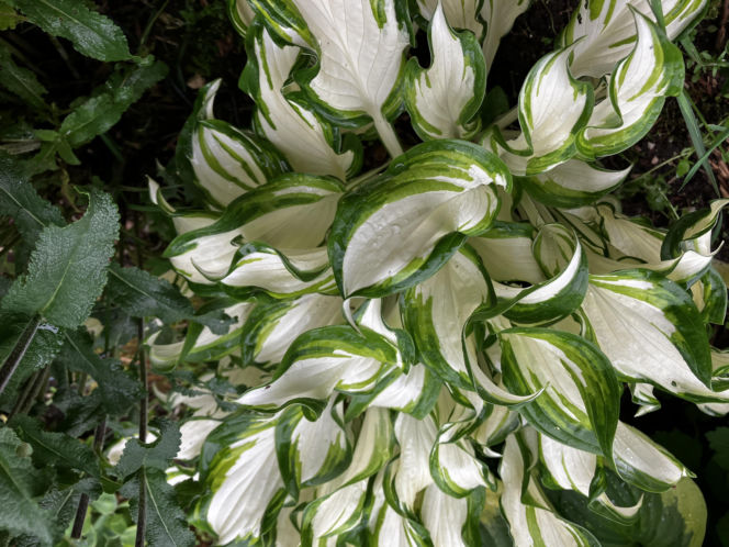 Hosta, funkia