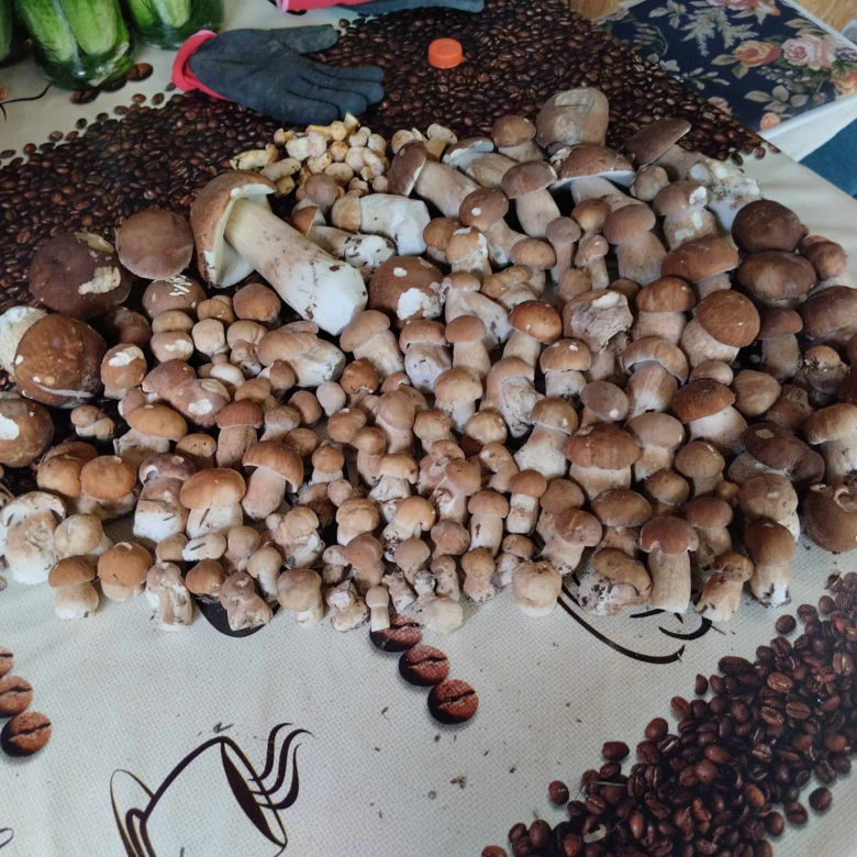 Wysyp grzybów w woj. lubelskim! Wszyscy chwalą się obfitymi zbiorami! Zobacz