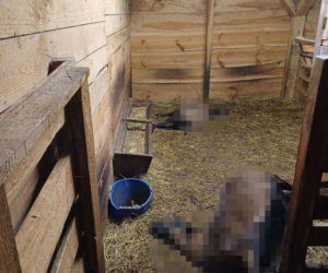 Wataha psów terroryzuje wieś. „Nie zaatakowały z głodu. To była napaść, by zabić”