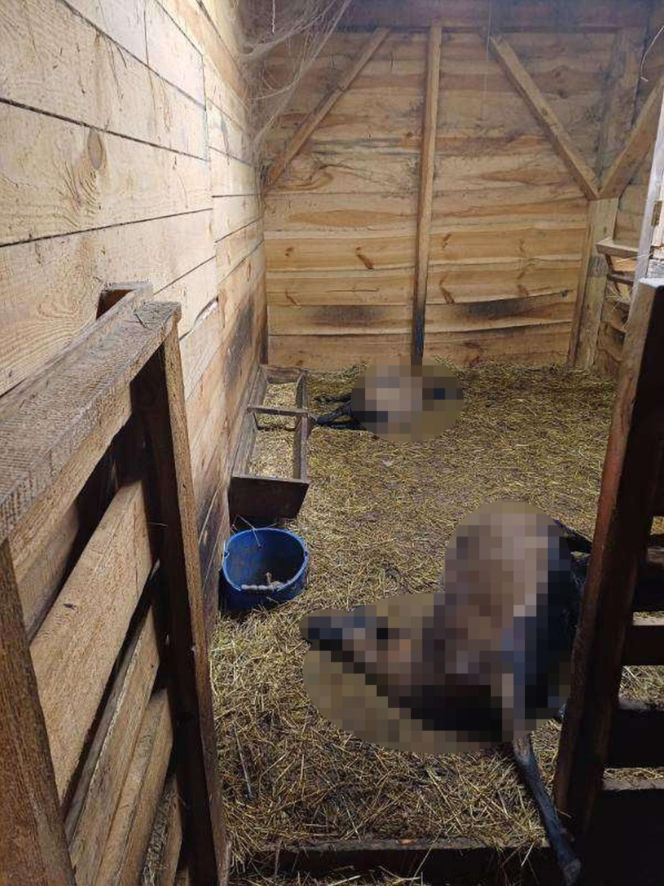 Wataha psów terroryzuje wieś. „Nie zaatakowały z głodu. To była napaść, by zabić”