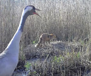 Zjadł dzieci na oczach rodziców