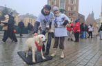 34. finał WOŚP w Krakowie. Golden Retrievery na Rynku Głównym