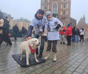 34. finał WOŚP w Krakowie. Golden Retrievery na Rynku Głównym