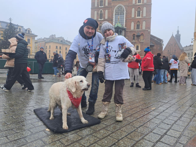 34. finał WOŚP w Krakowie. Golden Retrievery na Rynku Głównym