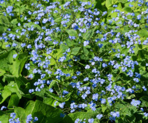 Brunnera wielkolistna