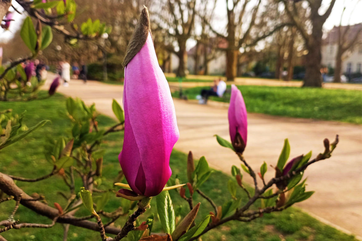 Magnolie w Szczecinie
