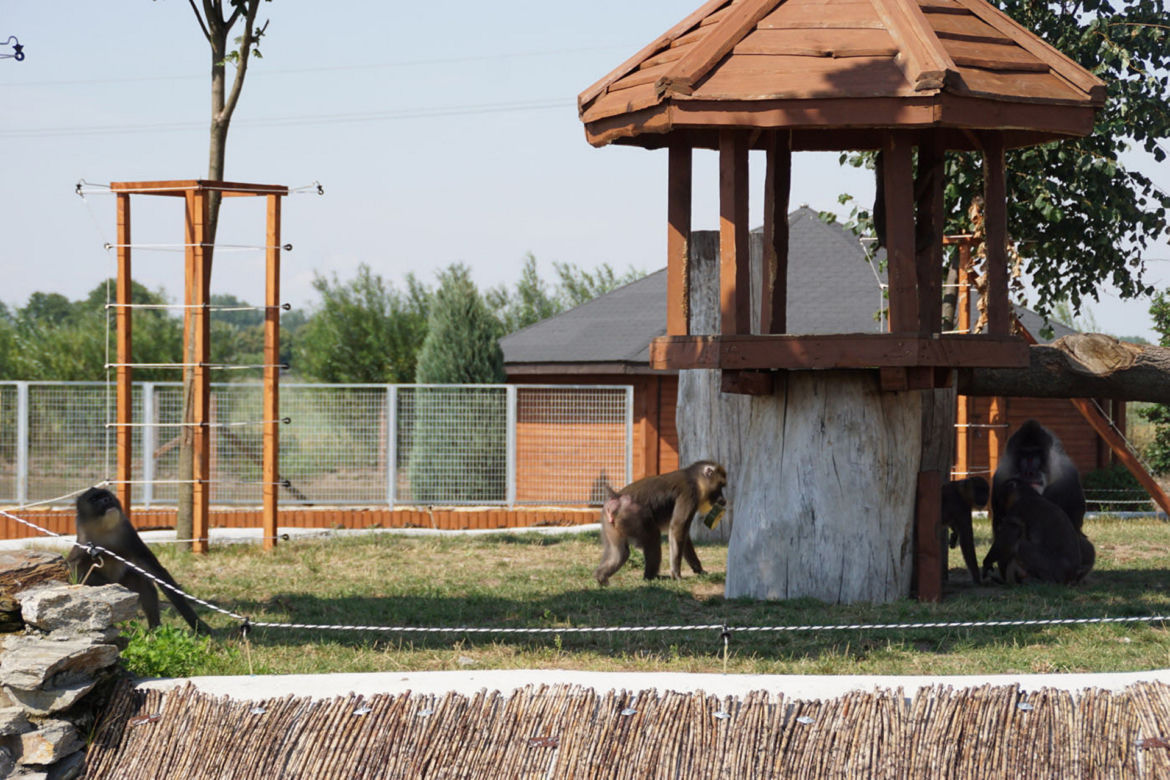 Pożar Zoo Safari w Borysewie! Kilkadziesiąt zwierząt zginęło