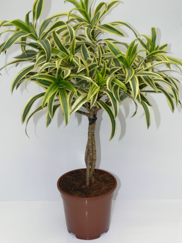 Dracena odwrócona