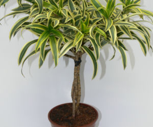 Dracena odwrócona